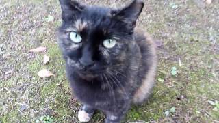 公園のよく喋る野良猫が何かを必死に訴えてきた。