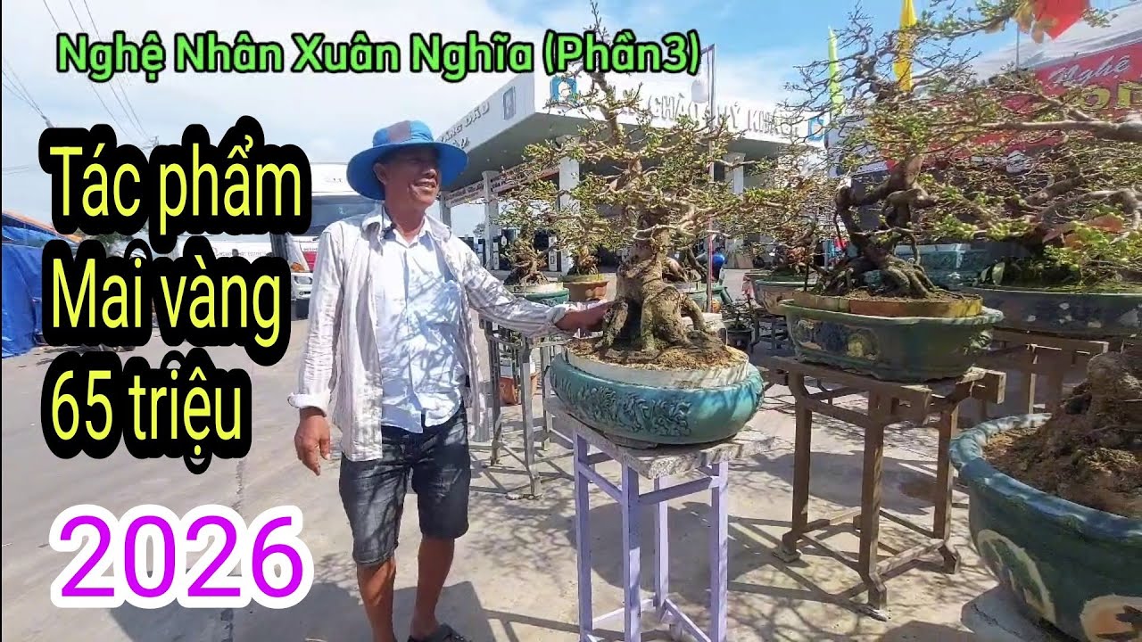 Mai vàng An Nhơn, Tác phẩm 65triệu   LH:0935853733