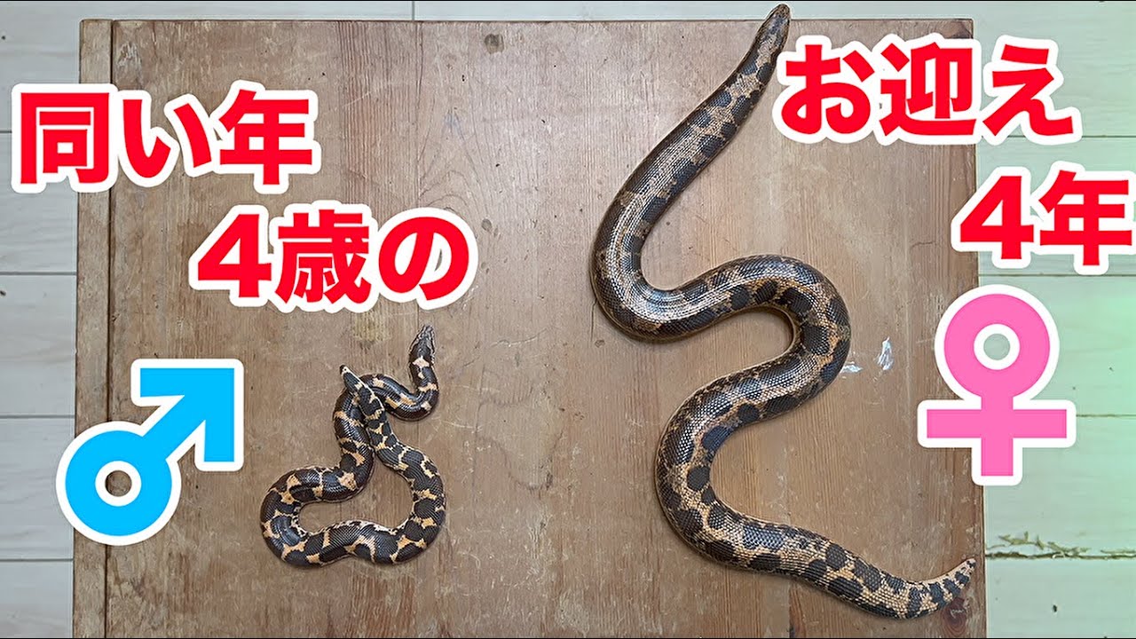 お迎え4年のケニアスナボア♀と遂につがいの♂をお迎え。【スナボア お迎え4年のケニアスナボア♀と遂につがいの♂をお迎え。【スナボア