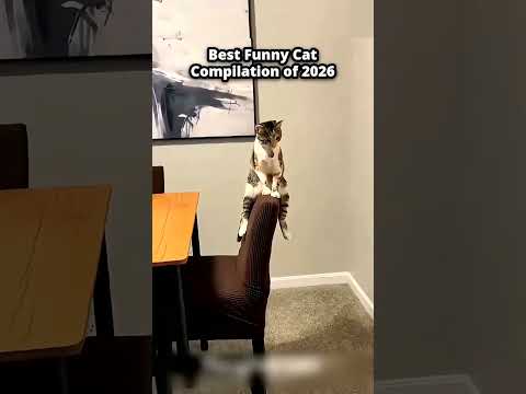 When Cats Malfunction π€£ Top Moments Best Funny Cat Compilation of 2026