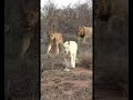 #leão #rei #africa #animal #savana #viral #curiosidades #reinoanimal