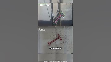 When Ants Beat Humans in Teamwork