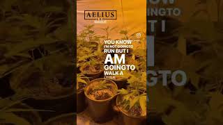 Here is a really good way to look at light 👀 #growyourown #diy #ledlights #livestreaming