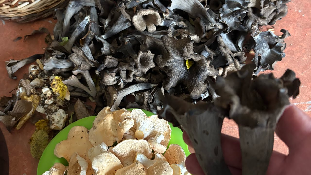 Trompettes et pied de mouton .. premier concert 🎺🎺🎼