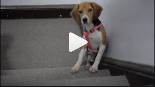 Rescued Lab Beagle Tries To Climb Stairs
