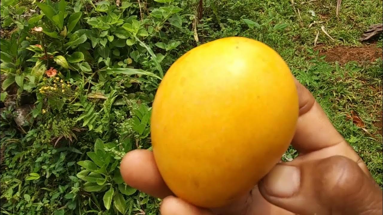 Hairy Mango Stringy Mango YouTube