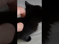 Малко Черно Котенце