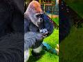 Gorilla Cries Over Kitten 😱 #shorts