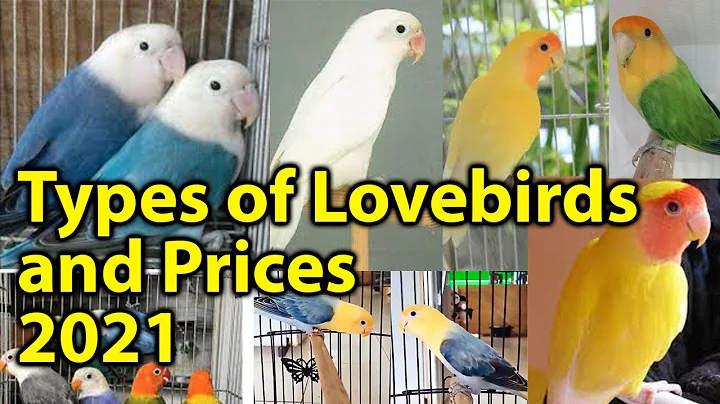 Types Of Love birds | Prices of Love birds 2021| P...