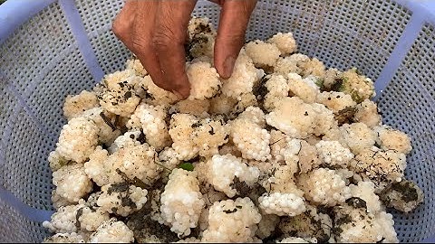 Hướng dẫn cách ấp trứng ốc bươu (ốc nhồi) đơn giản ai làm cũng được#food #xhuong  #trungocbuouden