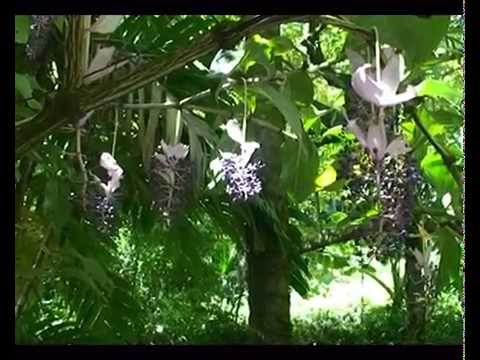 Hilo Hawaii Tropical Botanical Garden Youtube