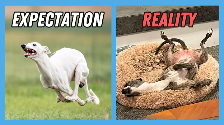 Things NO ONE tells you about owning a Whippet