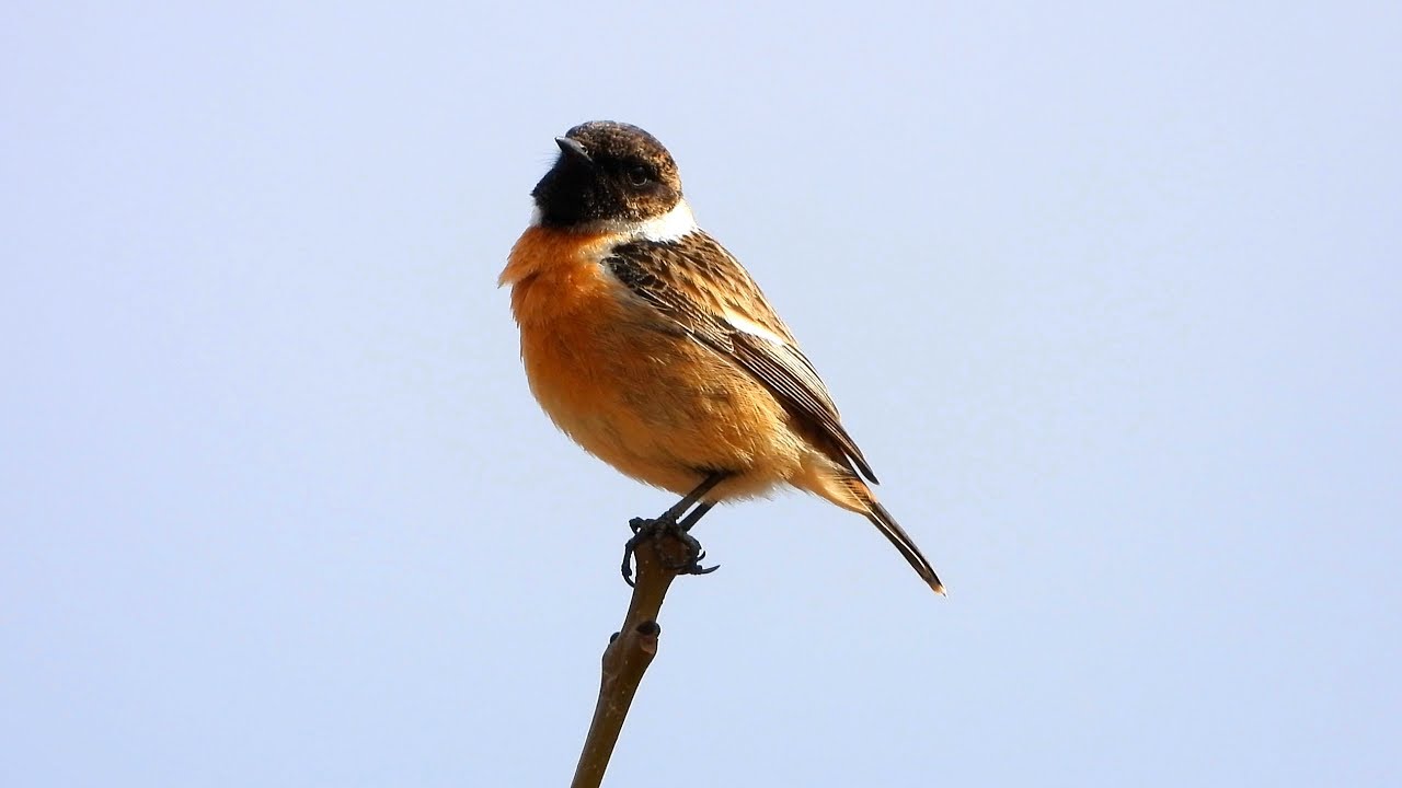 Bramborníček černohlavý (Saxicola rubicola),Schwarzkehlchen,European