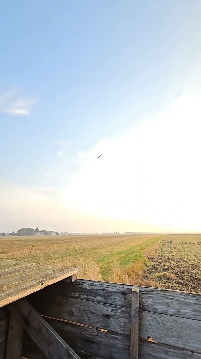 صيد غراب خبيث الريش عبا الدنيا ههههه #صيد #hunting #hunt #crowhunting #crow