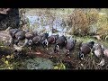 Wood Duck Haven | CRAZY PA WOOD DUCK HUNT