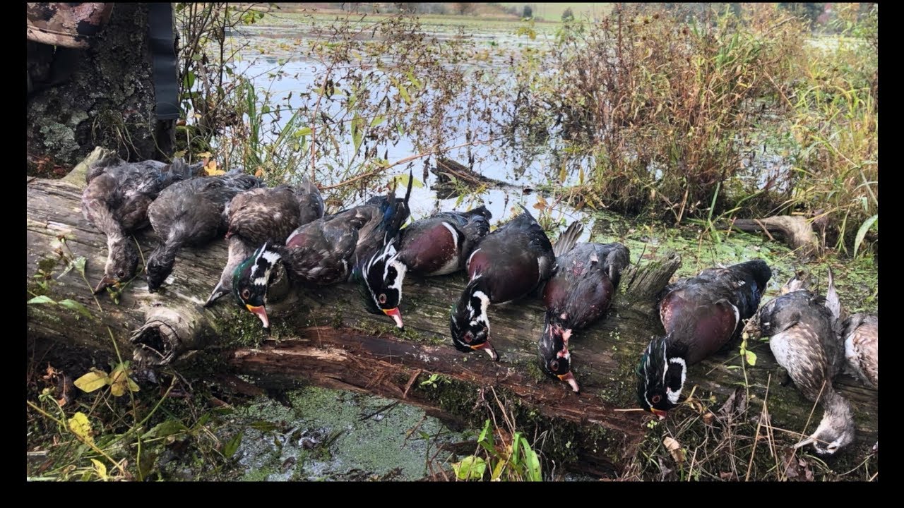 Wood Duck Haven CRAZY PA WOOD DUCK HUNT YouTube