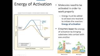 Ch 6 Metabolism and energy