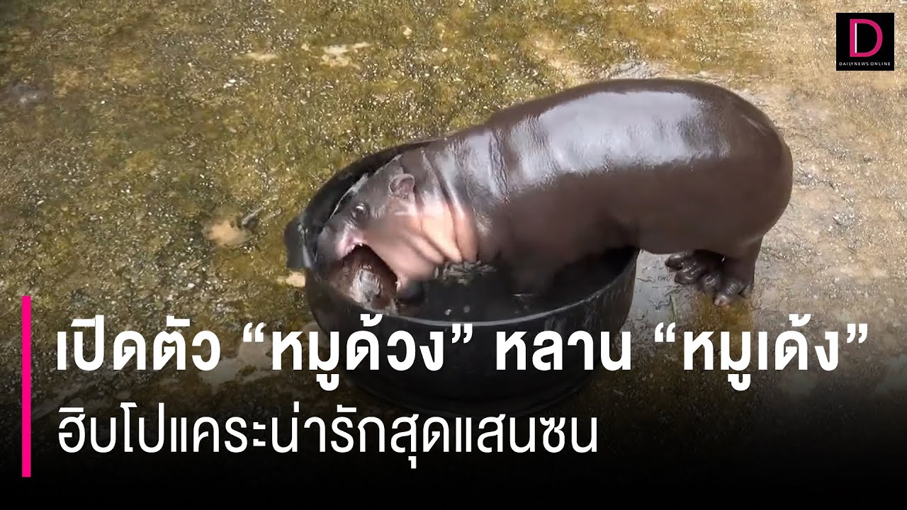 เปิดตัว 