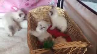 Меконгский бобтейл котята от 26.03.2015 Меконгский бобтейл котята от 26.03.2015