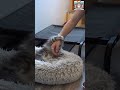 Maar ook ROYAL CANIN KITTEN blijven ze lekker vinden. We wisselen het steeds af #royalcanin  #shorts