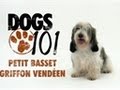 Dogs 101 - Petit Basset Griffon Vendeen の動画、YouTube動画。