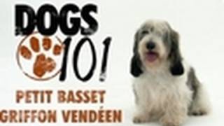 Dogs 101 - Petit Basset Griffon Vendeen Dogs 101 - Petit Basset Griffon Vendeen