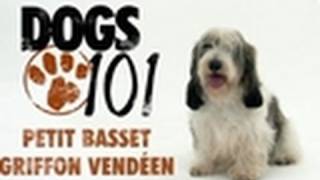 Dogs 101  Petit Basset Griffon Vendeen