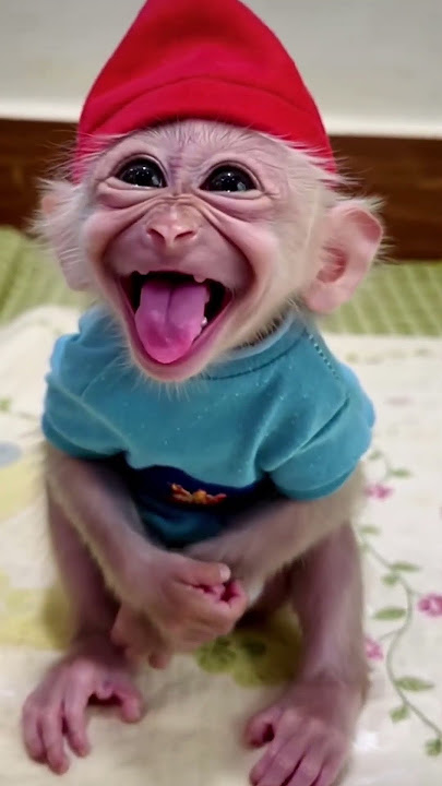 #love #monkey #funny #cute #smile #bollywood #happy #baby #funnymonkey #emotional #viralvideo