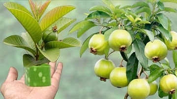 Ultimate Guava Propagation Guide: Easy Step-by-Step Method for Guaranteed Success