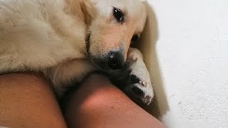 golden retriever chilling on human #dog #goldenretriever