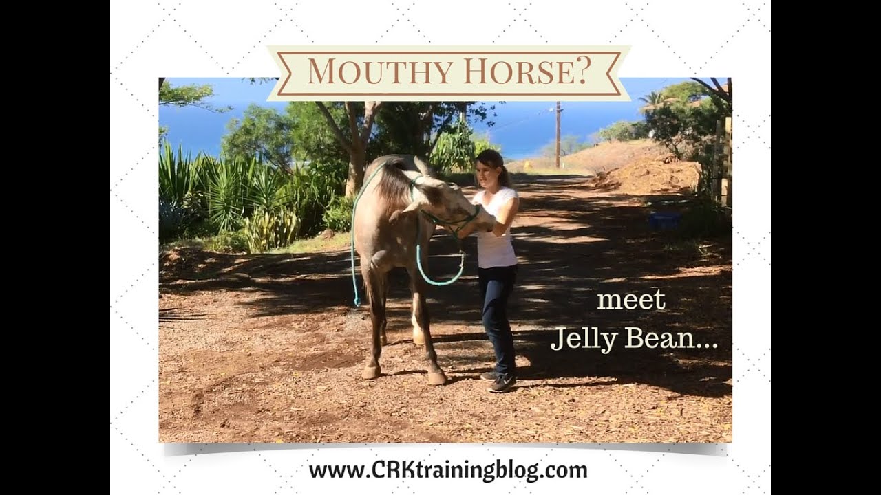 Handling a Mouthy/ Biting Horse YouTube