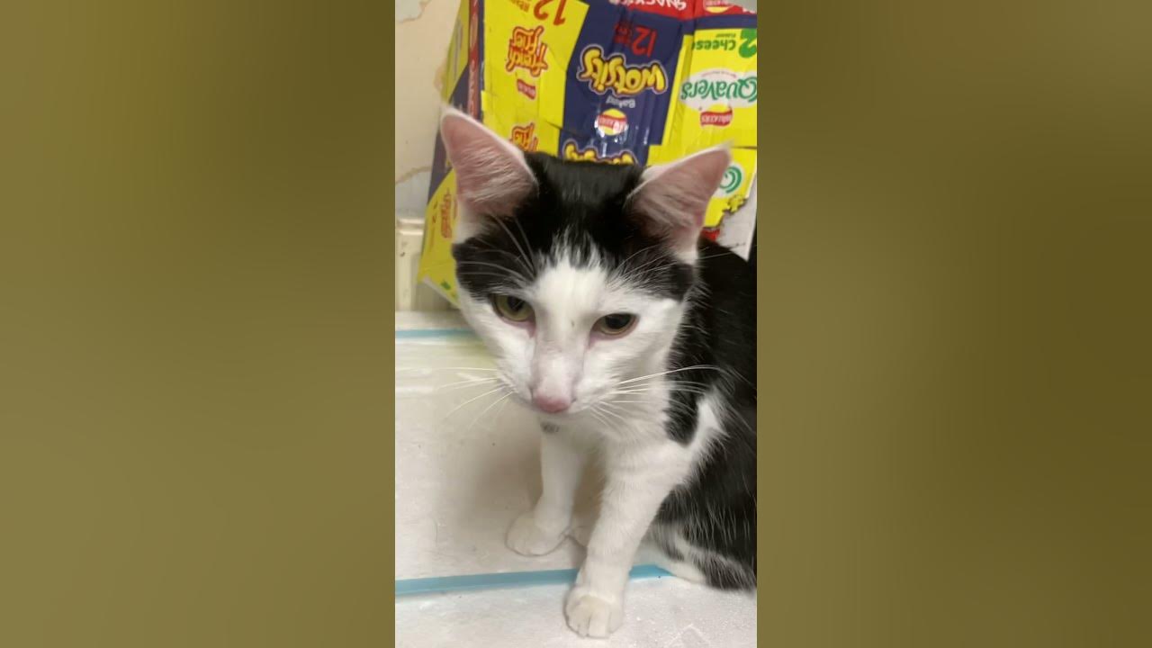 Kitten has one eye bigger than the other YouTube