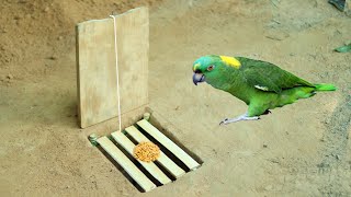 Build Underground Parrot Trap Using Wooden Board | Easy Creative Deep Fall Bird Trap