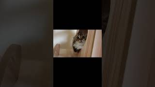 [Short] Our cute kitten relaxes on the cat tower after playing with a hair elastic. Elle No.S68