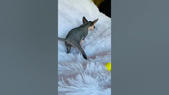 Watch the video about Black/white girl sphynx - update