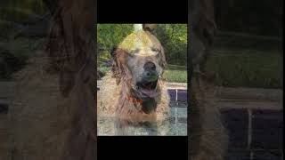 Download Lagu every dog deserves a tennis ball MP3