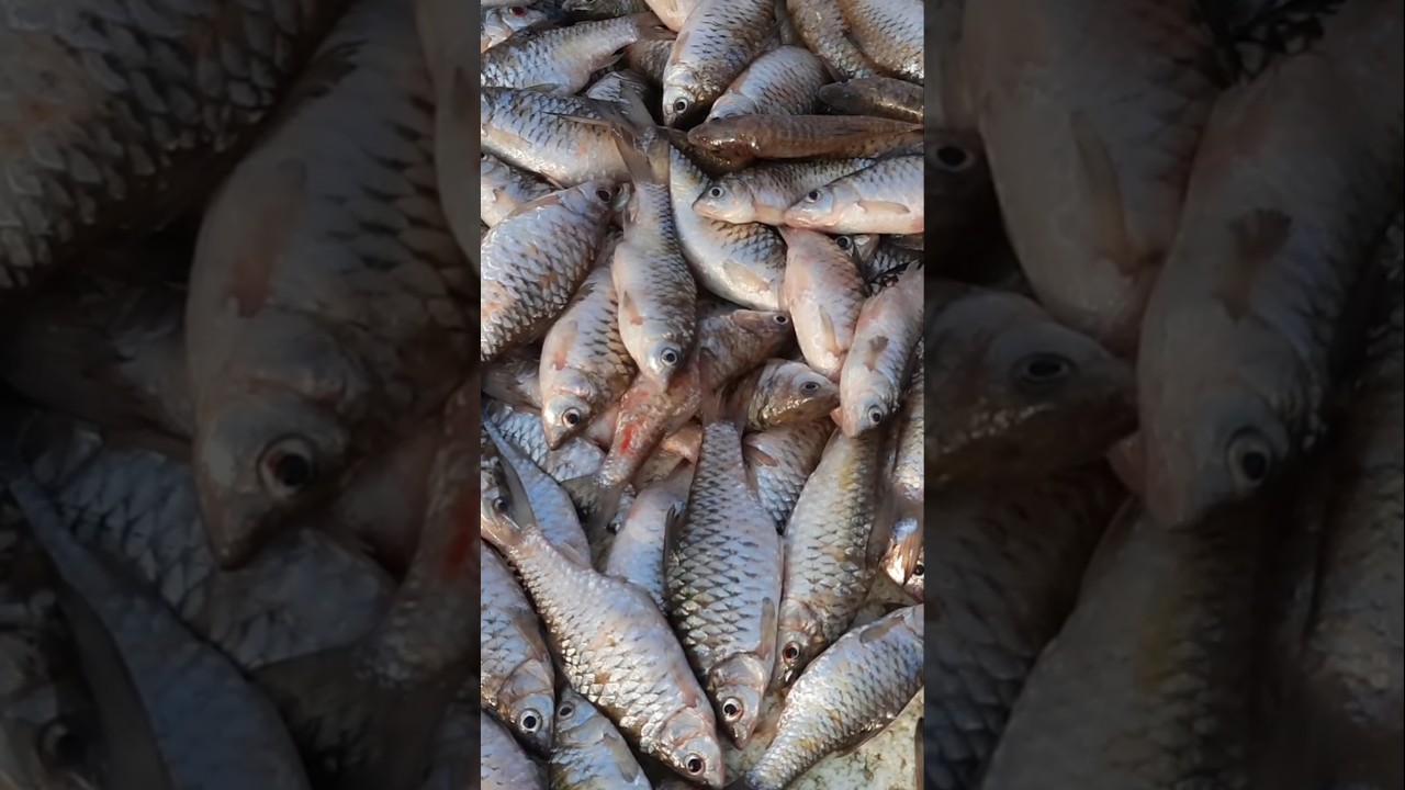 💥💯Chembarambakkam Fish Market |செம்பரம்பாக்கம் மின் சந்தை #kasimedu #fishing #kovalam #fish