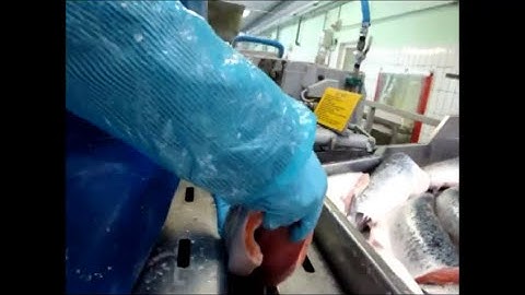 Baader 200 Filleting for salmon and trout