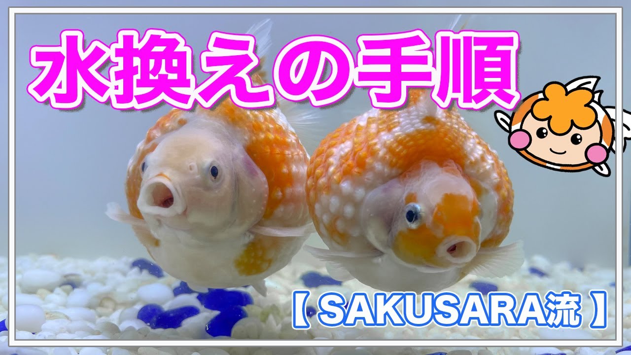 水換えの手順【ピンポンパールの基礎知識】