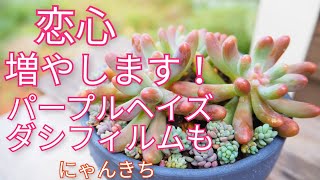 [多肉植物]恋心を増やします！