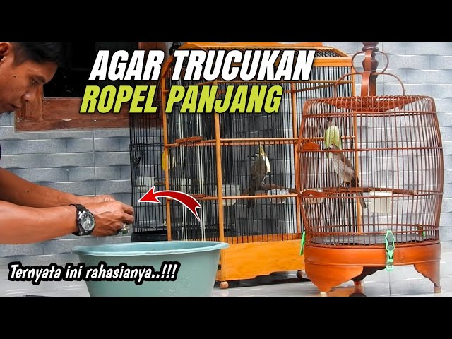 Inilah Rahasia TRUCUKAN Ropel panjang‼️ class=