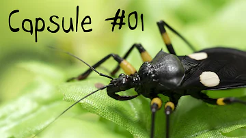 Qu'est-ce qui définit un insecte ? Qu'est-ce qui définit un insecte ?