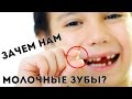 ЗАЧЕМ НАМ МОЛОЧНЫЕ ЗУБЫ? ДЛЯ ЧЕГО ОНИ НУЖНЫ?