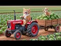 Mama Cat Falls When Harvests Cabbage, Kitten Drive Tractor Help Mother Like a Little Superhero 🐾🐱🚜