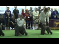 Kerry Blue Terrier Westminster Kennel Club Dog Show 2016