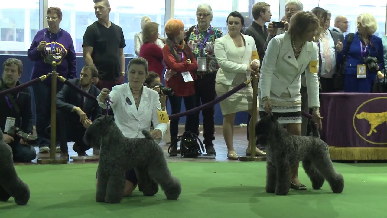 Kerry Blue Terrier Westminster Dog Show Kerry Blue Terrier Westminster Dog Show
