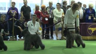 Kerry Blue Terrier Westminster Kennel Club Dog Show 2016