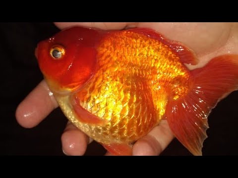 Vídeo: Como Distinguir Entre Peixinhos Dourados