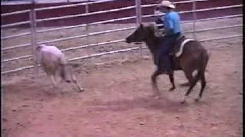 Annie working cow - Shake Your Taz