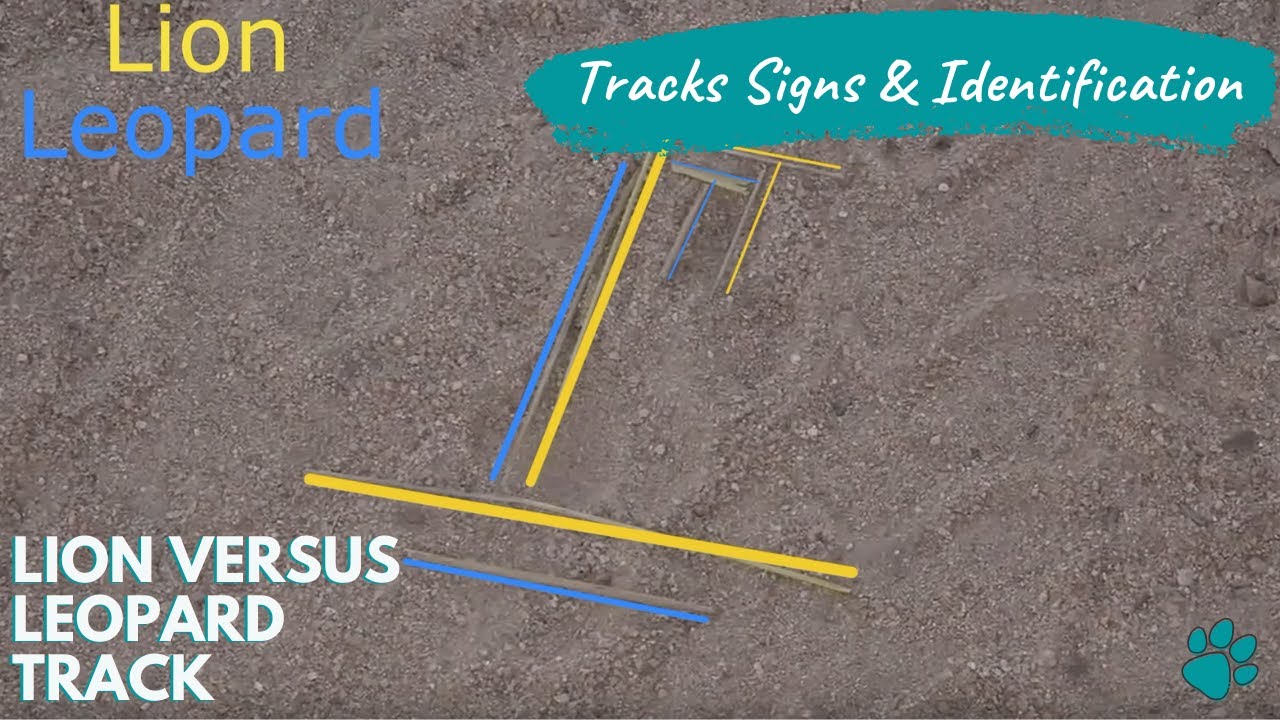 Tracks, Signs & ID - Lion versus Leopard Tracks with Tristan